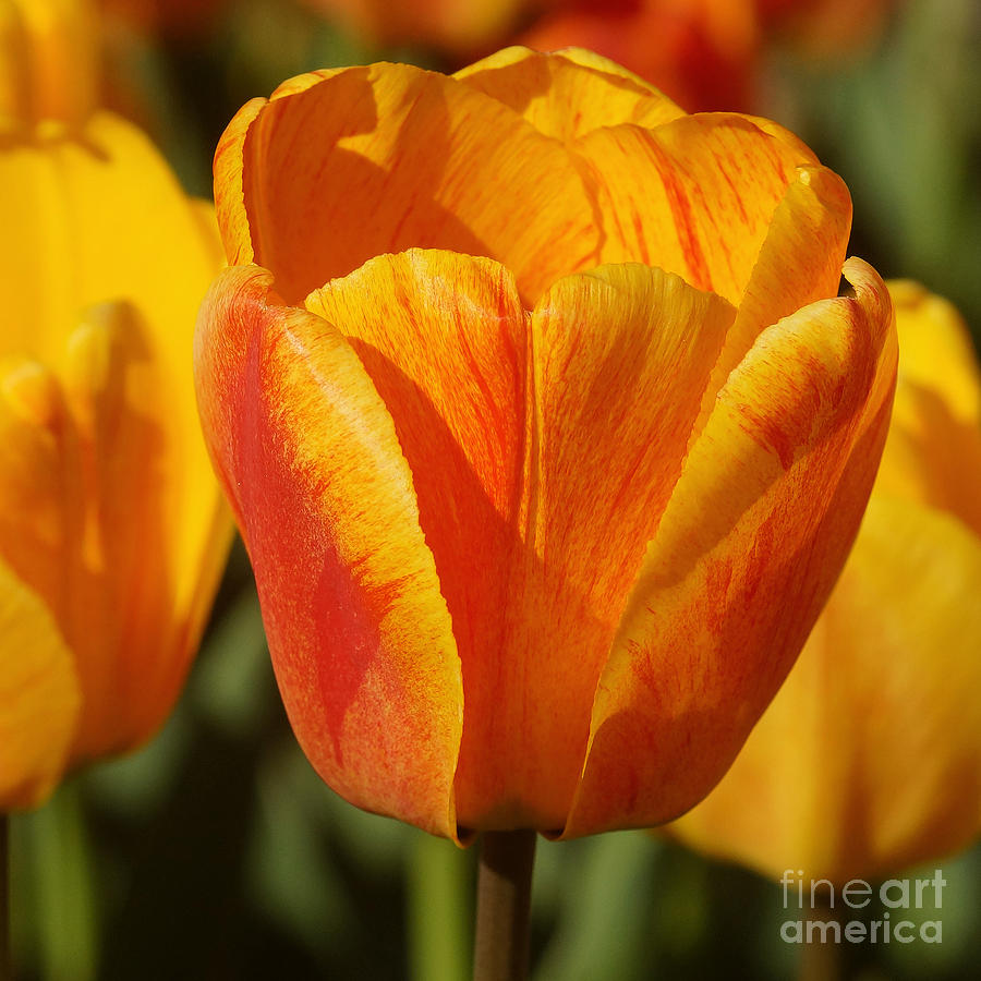 Yellow And Red Tulip 2 Photograph by Rudi Prott
