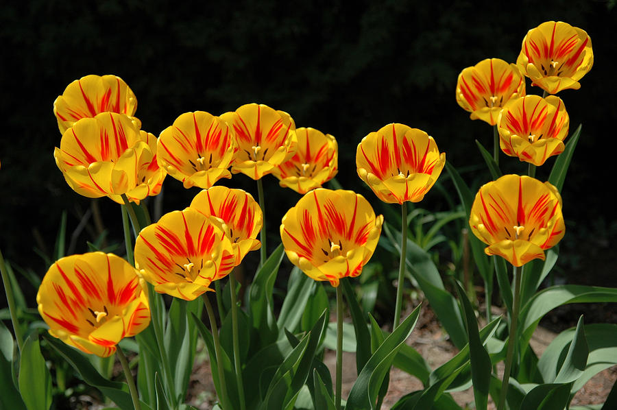 Yellow and red tulips. Photograph by Rob Huntley