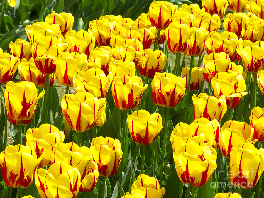 Tulip Photograph - Yellow and Red Tulips by Sharon Talson