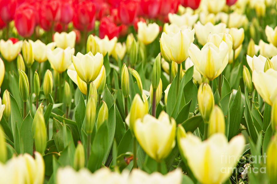 Yellow and red tulips. Photograph by Sophie McAulay
