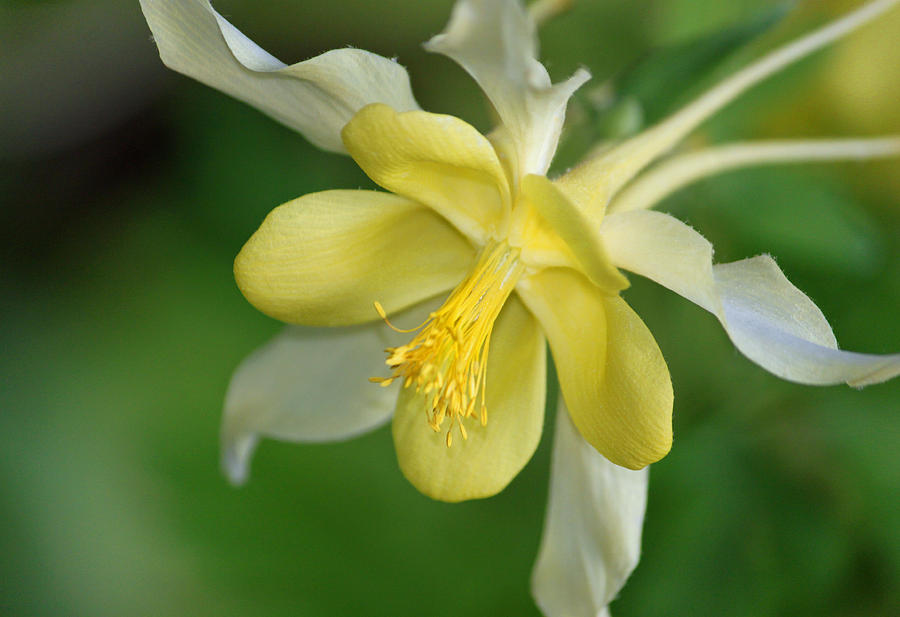 Nature Photograph - Yellow and White Columbine I by Suzanne Gaff
