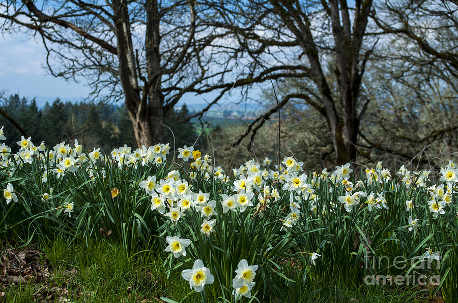 Spring Photograph - Yellow and White Daffoils by M J