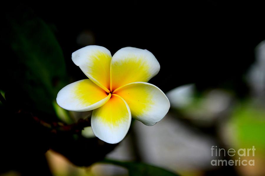 Yellow and  white Frangipani flower Photograph by Imran Ahmed