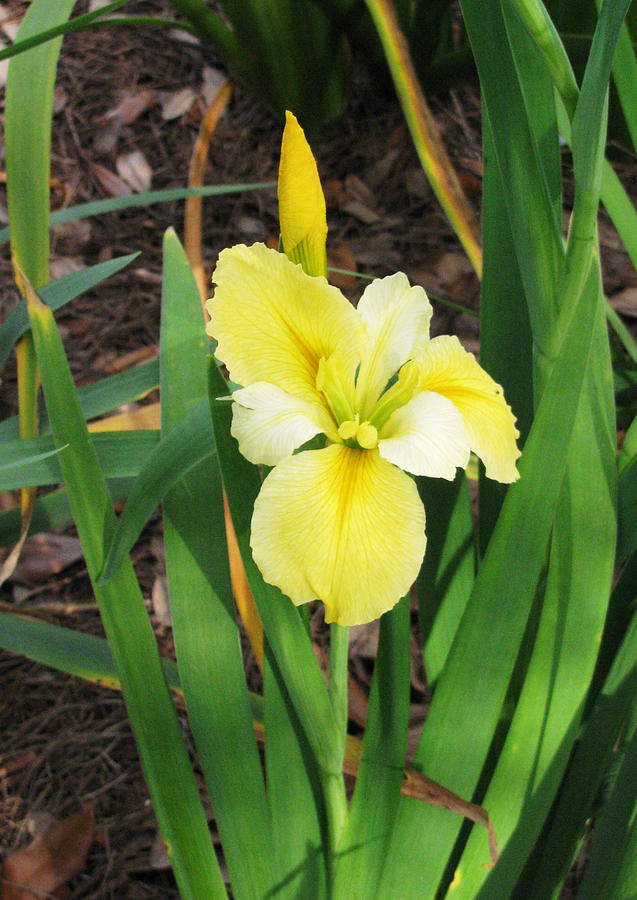 Yellow and White Iris Flower by Tom Hefko Yellow and White Iris Flower by Tom Hefko