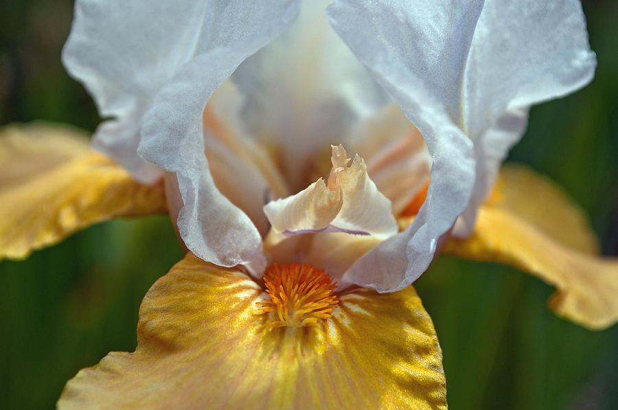 Yellow and White Iris Photograph by Tikvahs Hope