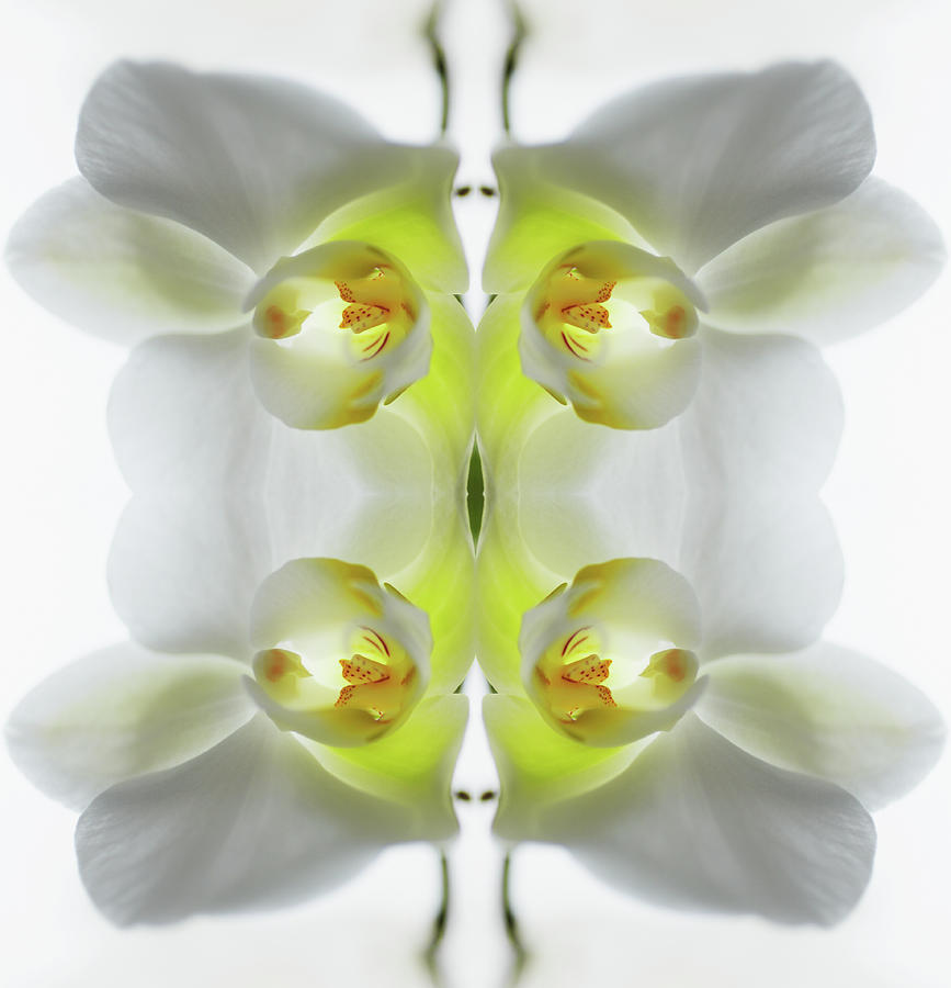 Yellow And White Orchid Photograph by Silvia Otte
