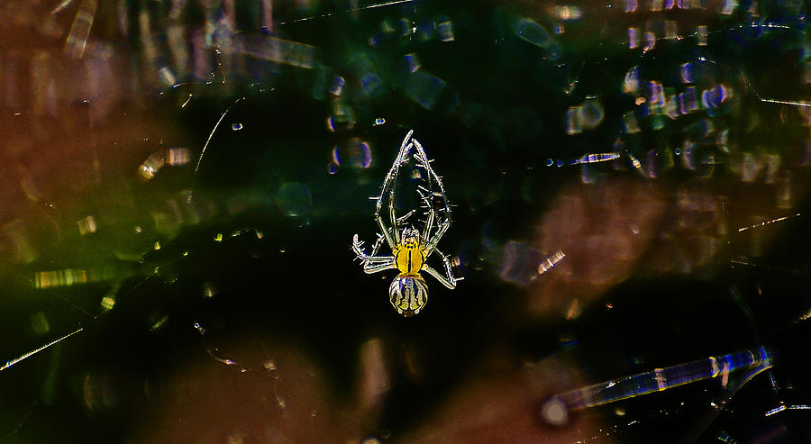 Yellow and White Spider Photograph by Michael Whitaker