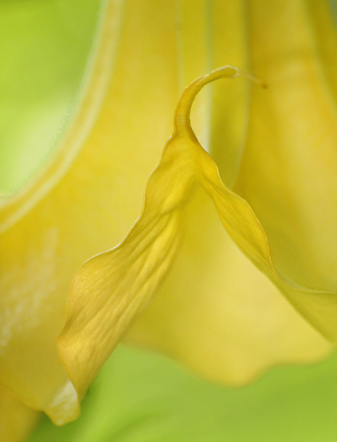 Yellow Angels Trumpet Photograph by Carol Eade