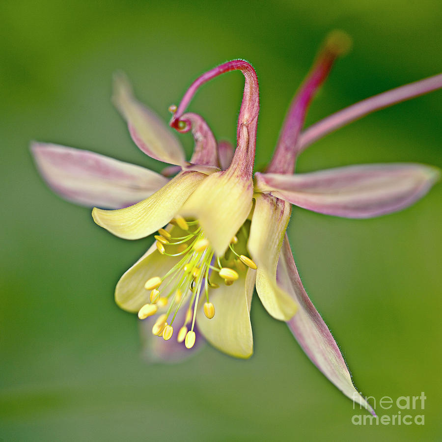 Yellow Aquilegia Bloom Photograph by Heiko Koehrer-Wagner