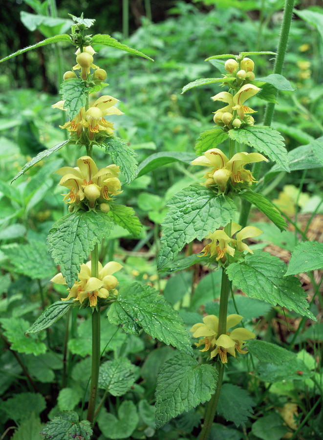 Yellow Archangel Plant Photograph by Paul Harcourt Davies/science Photo Library