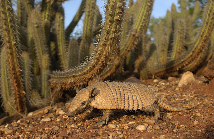 Yellow Armadillo South America Photograph by Pete Oxford