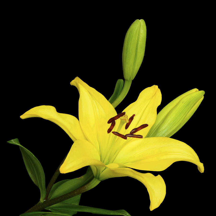 Lily Photograph - Yellow Asian Lily II by Joseph Erbacher