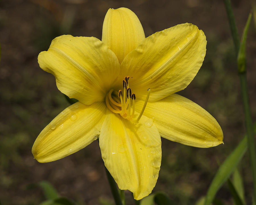 Yellow Asiatic Lily Photograph by Lee Kirchhevel