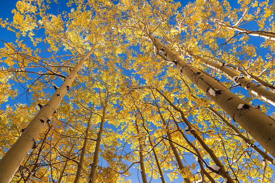 Yellow aspen trees in autumn Photograph by Kan Khampanya | Fine Art America