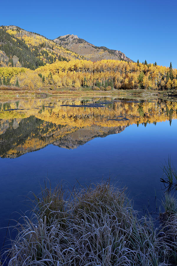 Yellow Aspen Trees Reflected In Priest Photograph by James ...