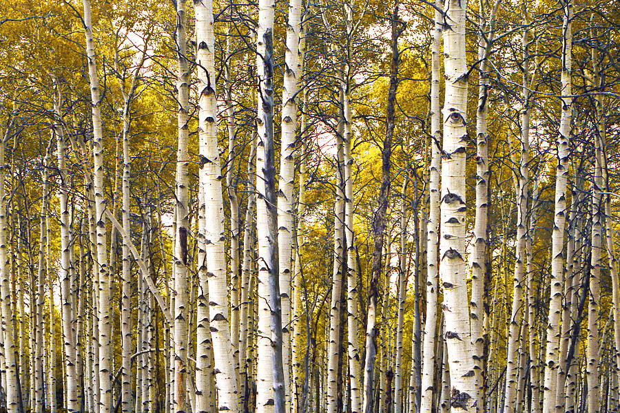 Yellow Autumn Birch Trees Photograph by Randall Nyhof