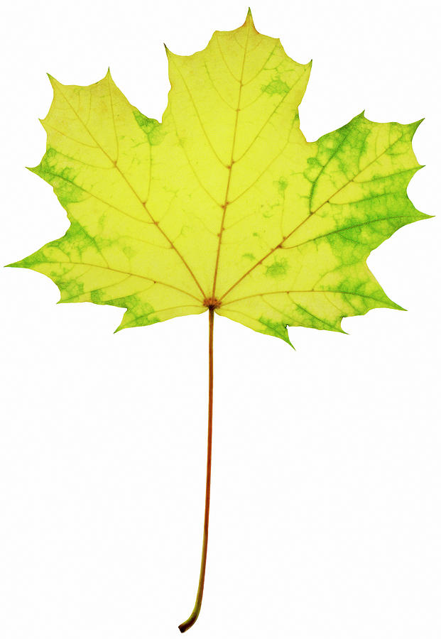Yellow Autumn Leaf Photograph by Gustoimages/science Photo Library