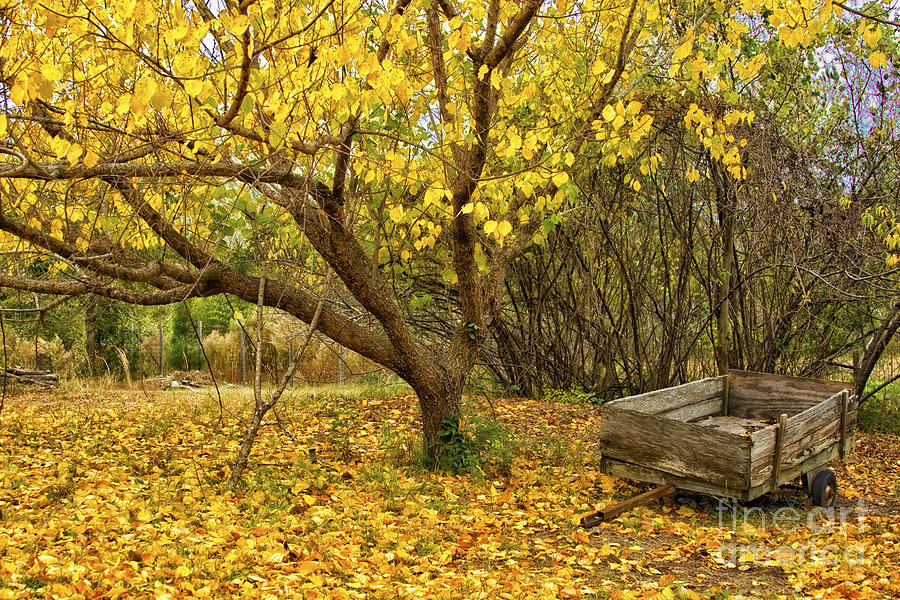 Fall Photograph - Yellow Autumn Leaves And Wooden Wagon by Jo Ann Tomaselli