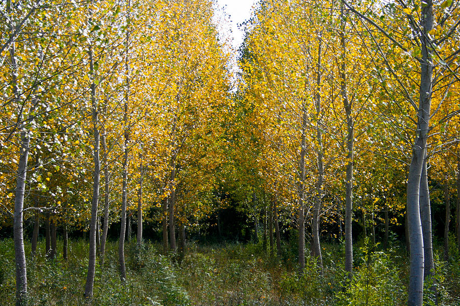 Tree Photograph - Yellow autumn trees in France  by Georgia Clare