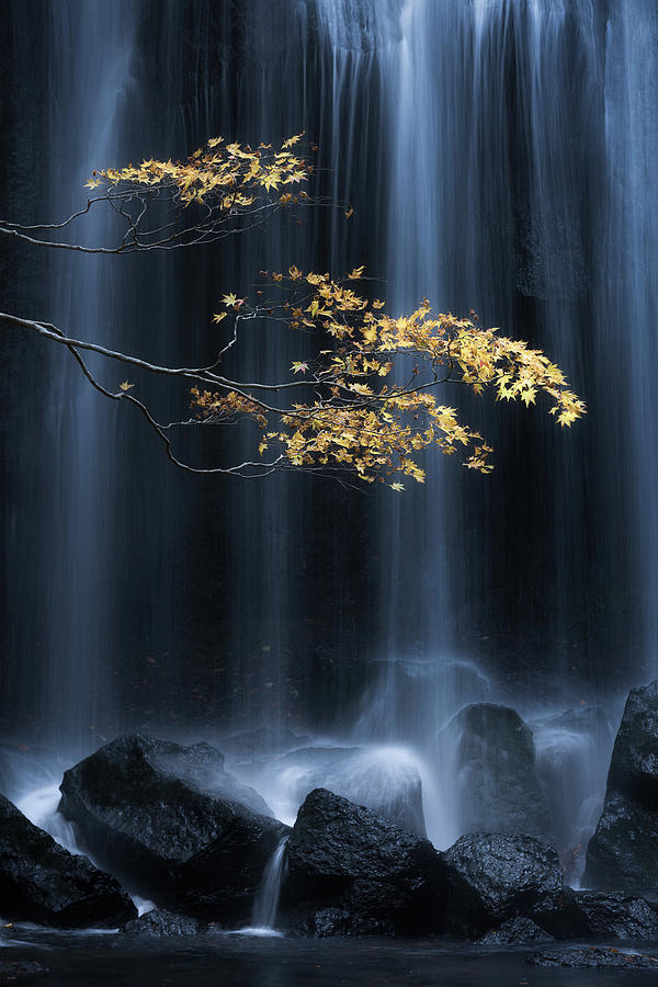 Yellow Autumn Photograph by Yuki Yatsushima