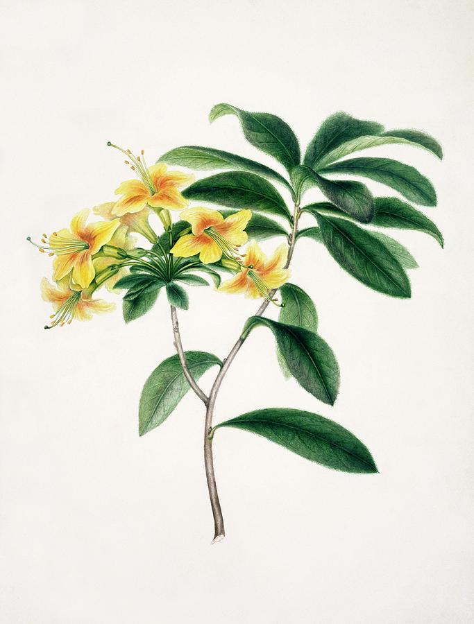 Yellow Azalea Photograph by Natural History Museum, London/science Photo Library