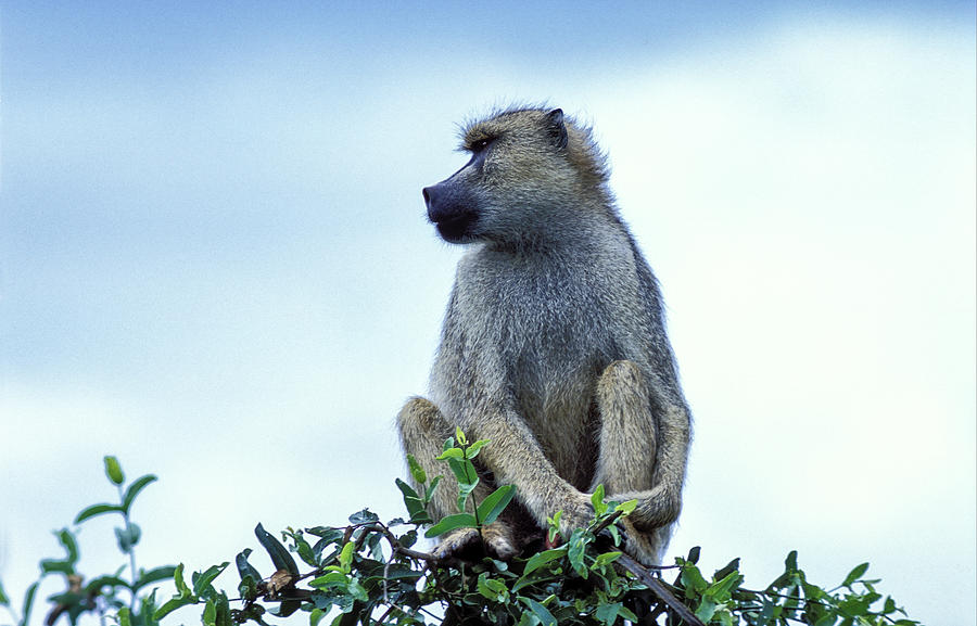 Yellow Baboon in Tree Photograph by Tina Manley