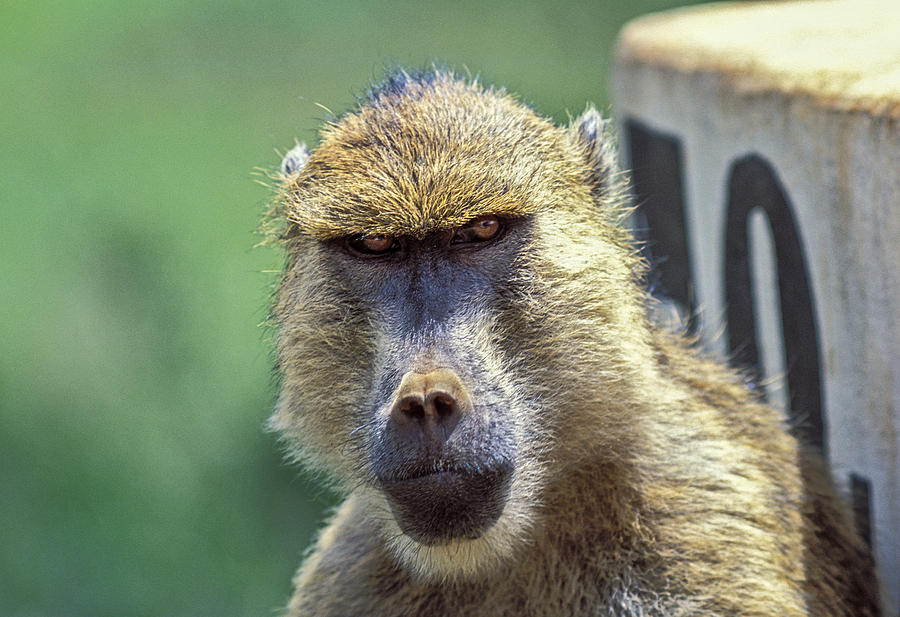 Yellow Baboon Photograph by Tina Manley