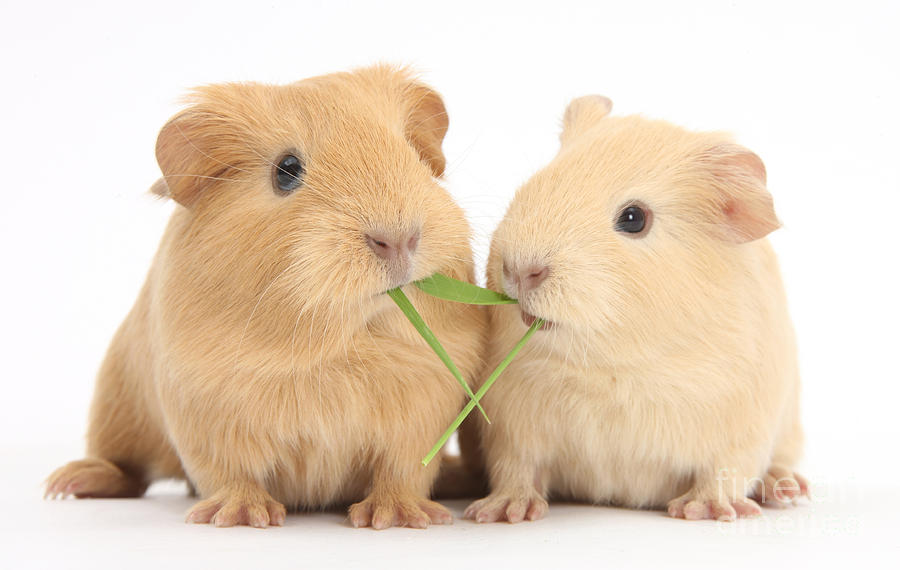 Nature Photograph - Yellow Baby Guinea Pigs Eating Grass by Mark Taylor