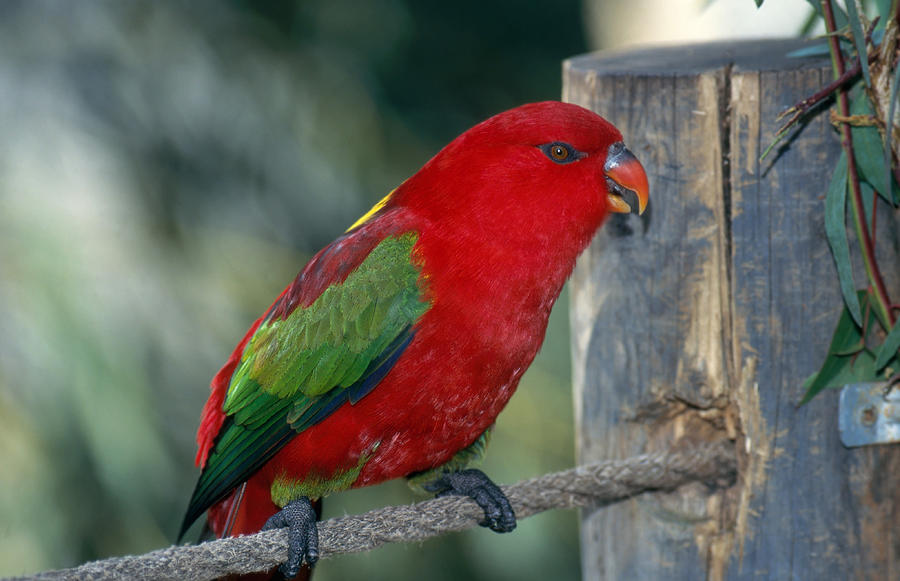 Yellow-backed Lory Photograph by Jeanne White