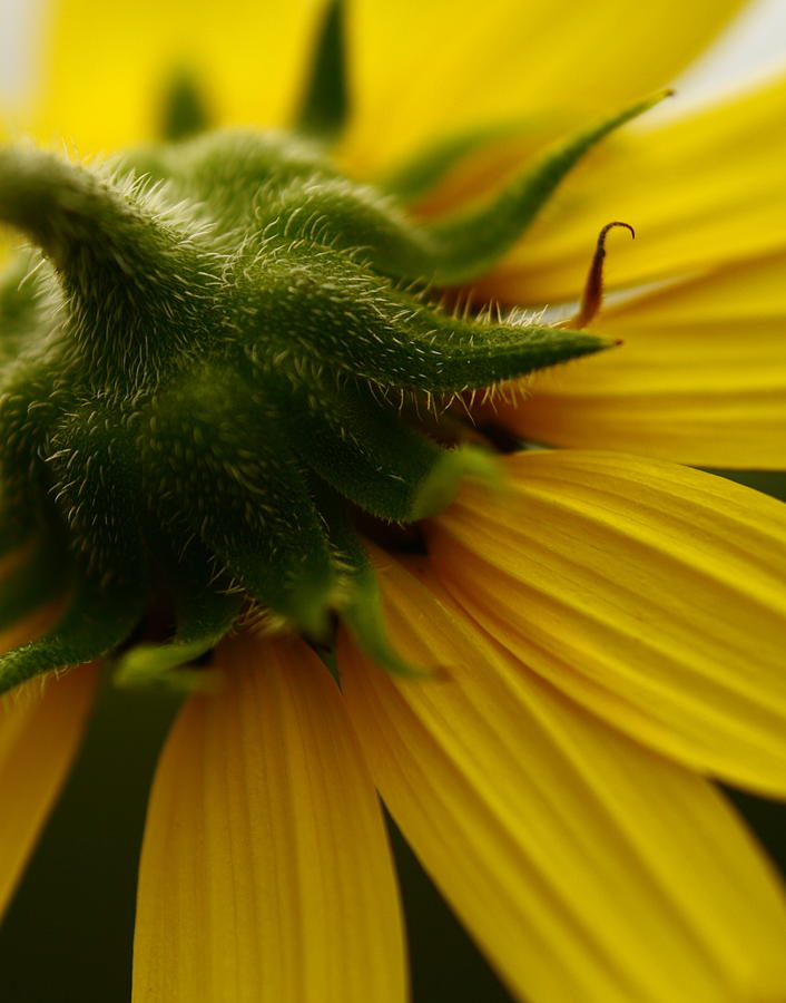 Sunflower Photograph - Yellow Backside by Alexandra  Rampolla