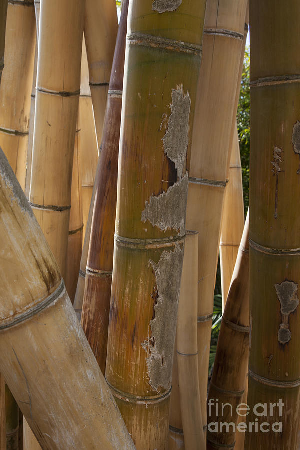 Yellow Bamboo Photograph by Timothy Johnson