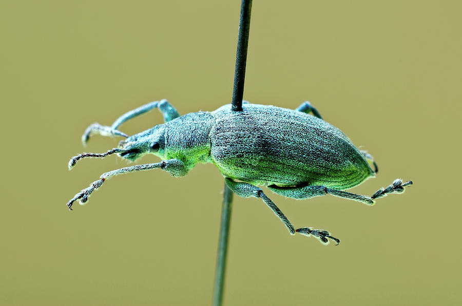 Yellow-banded Leaf Weevil Photograph by Heiti Paves