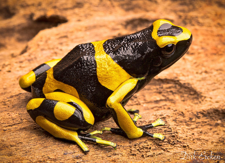 Jungle Photograph - Yellow Banded Poison Arrow Frog by Dirk Ercken