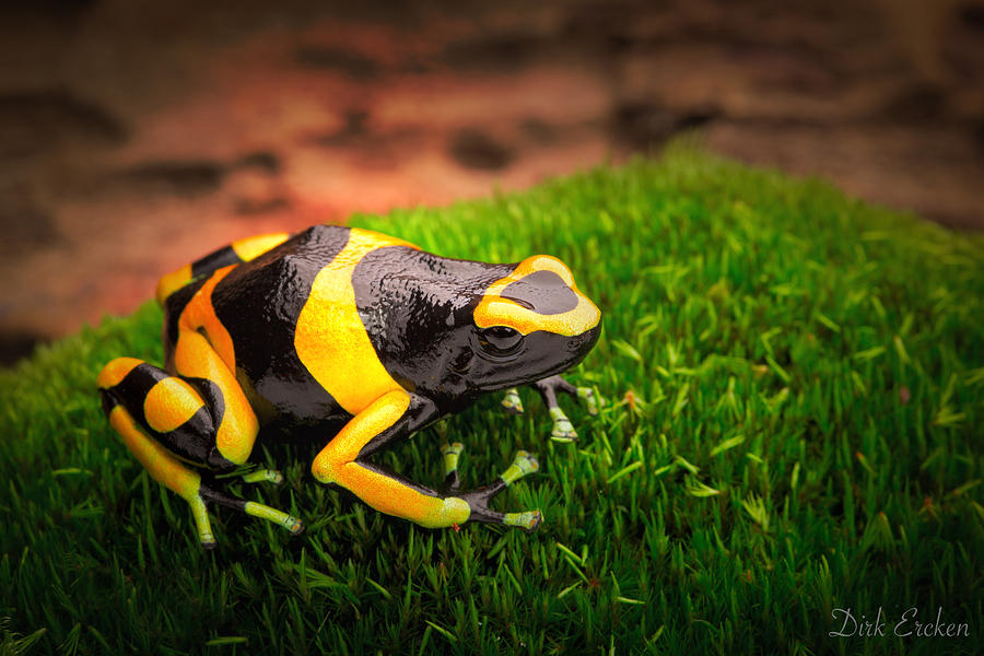 Jungle Photograph - Yellow Banded Poison Dart Frog by Dirk Ercken