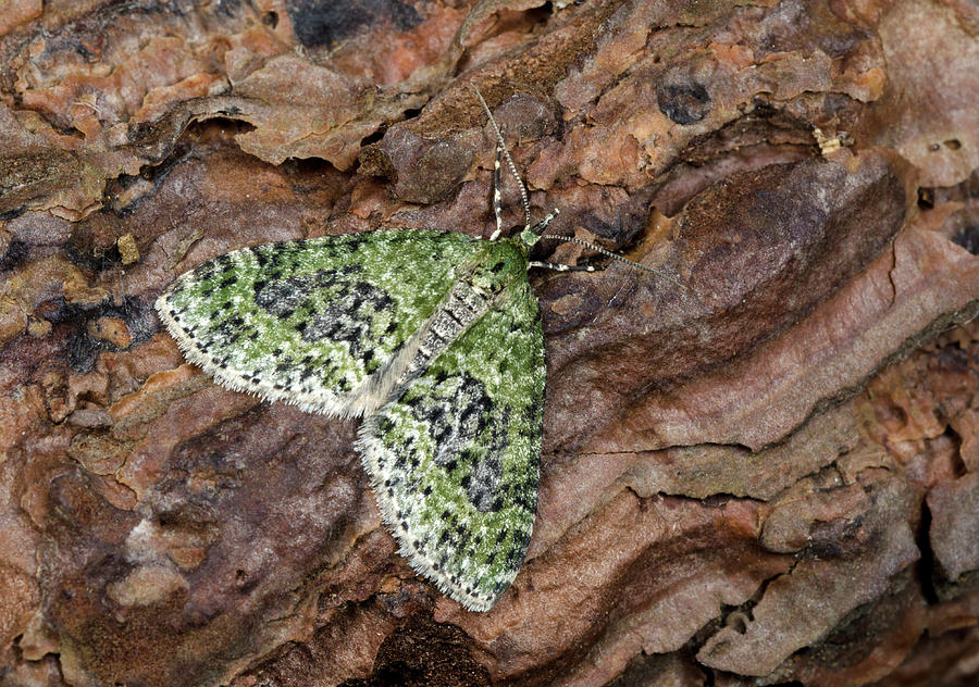 Yellow-barred Brindle Moth Photograph by Nigel Downer