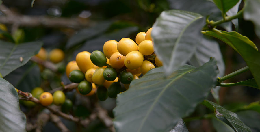 Coffee Bean Photograph - Yellow Beans by Craig Incardone