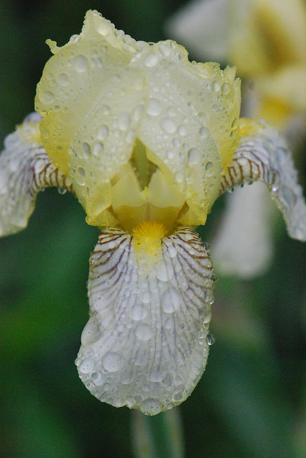 Yellow Bearded Iris Photograph by Amy Porter