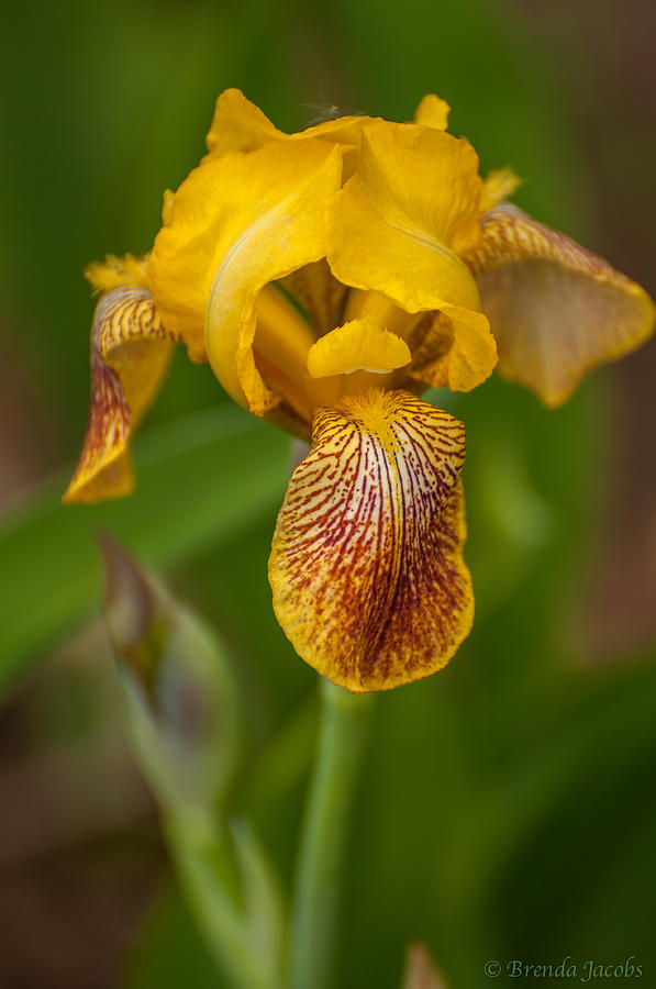 Yellow Bearded Iris Photograph by Brenda Jacobs