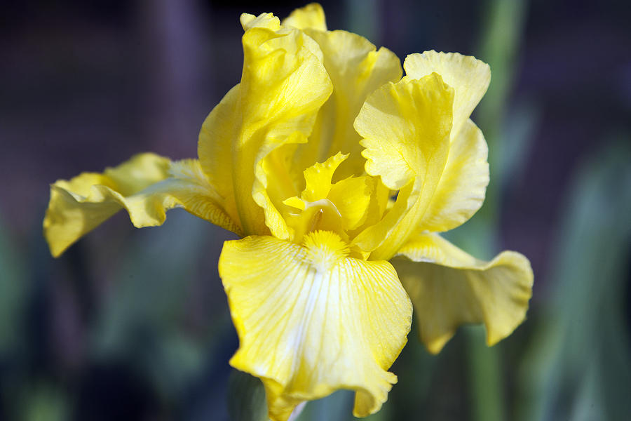 Yellow Bearded Iris Photograph by Christopher McPhail Pixels