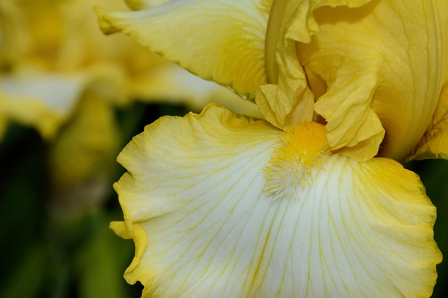 Yellow Bearded Iris  Photograph by Jeanne May