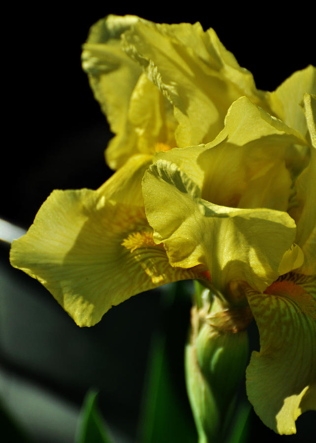 Yellow Bearded Iris Photograph by Rebecca Sherman