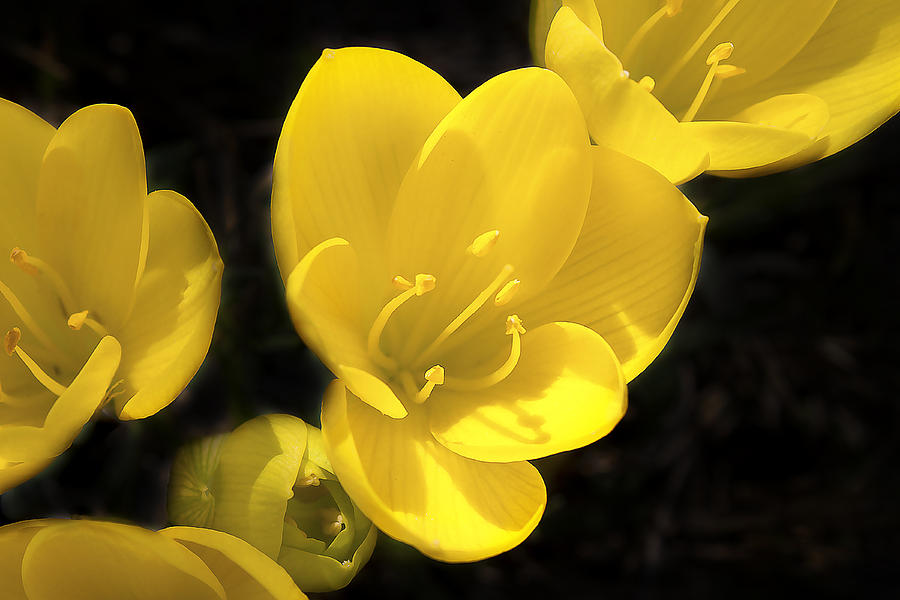 Yellow Beauties Photograph by Milena Ilieva