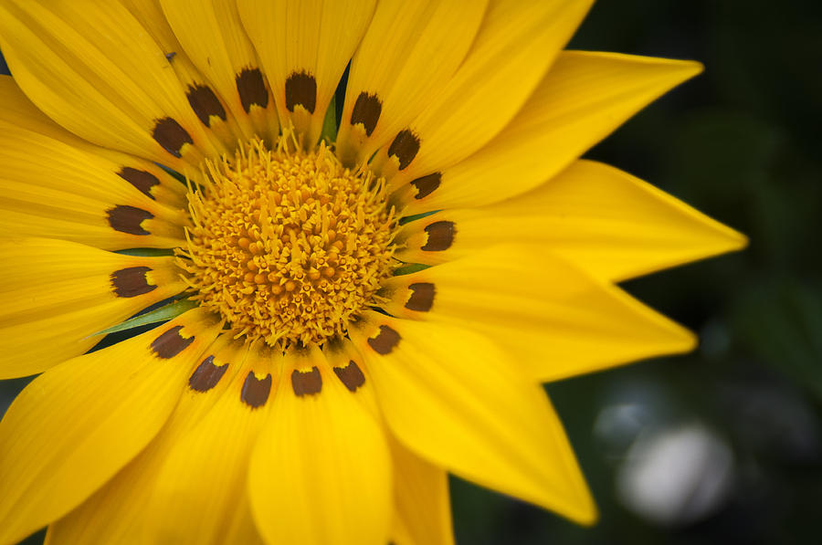Flower Photograph - Yellow Beauty by Chad Davis