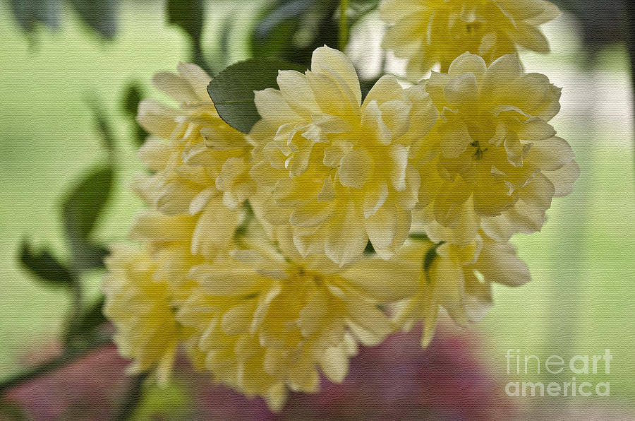 Flower Photograph - Yellow Beauty by Debra Johnson