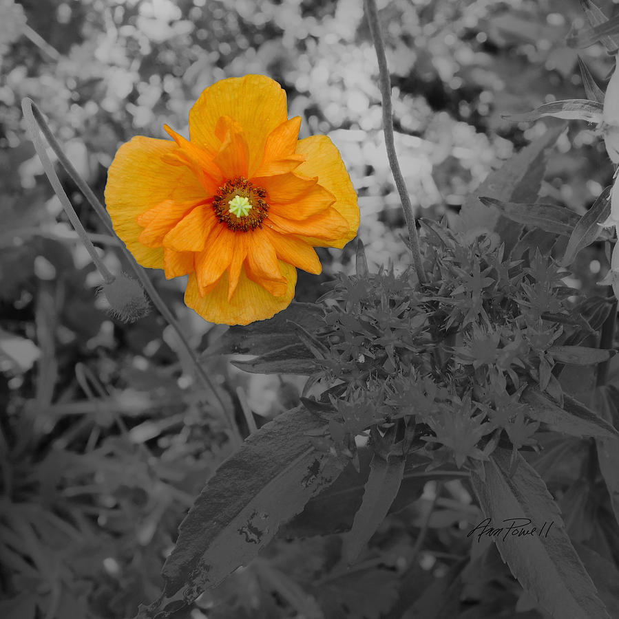 Yellow Beauty On A Square - photography Photograph by Ann Powell