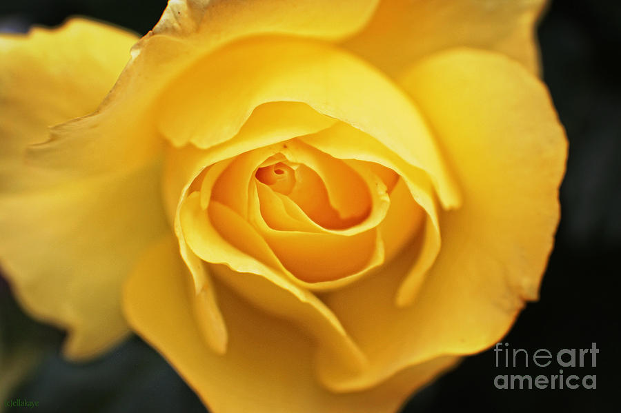 Yellow Beauty Rose Photograph by Ella Kaye Dickey