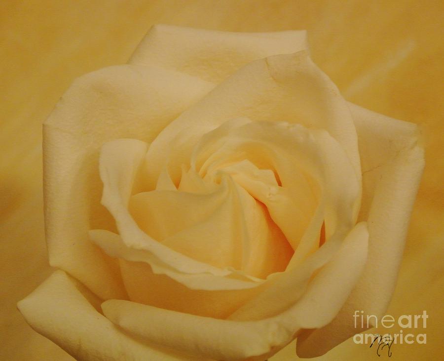 Yellow Beauty Rose Photograph by Marsha Heiken