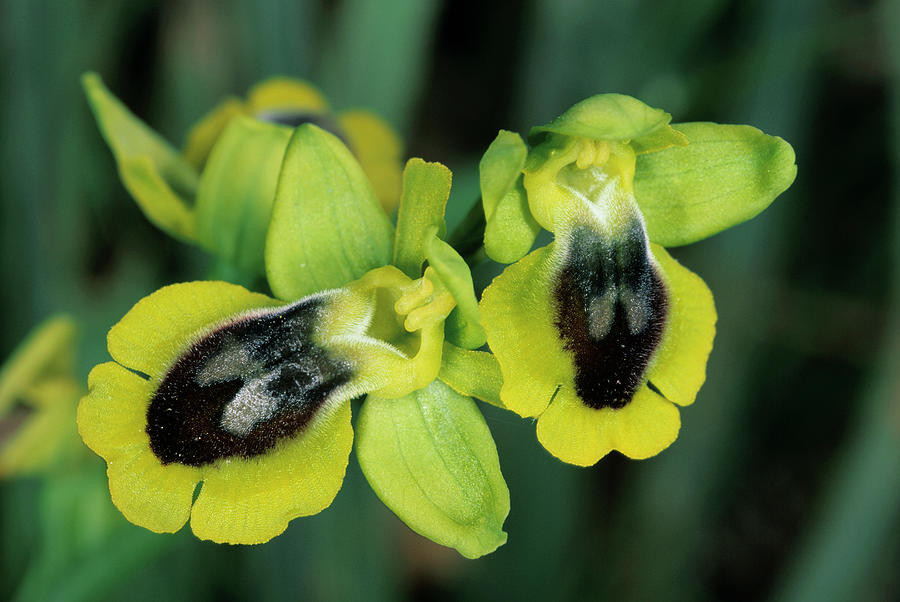 Yellow Bee Orchid Flowers Photograph by Paul Harcourt Davies/science Photo Library