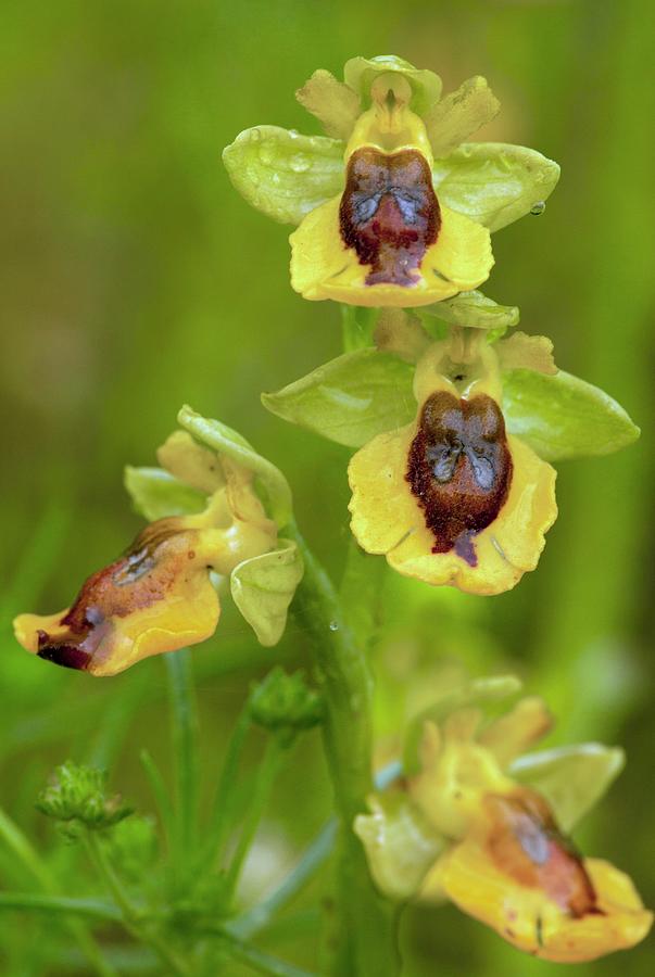 Yellow Bee Orchid (ophrys Lutea) Photograph by Bob Gibbons/science Photo Library