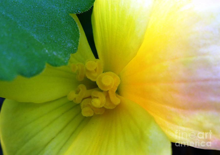 Yellow Begonia Photograph by Cristina Stefan